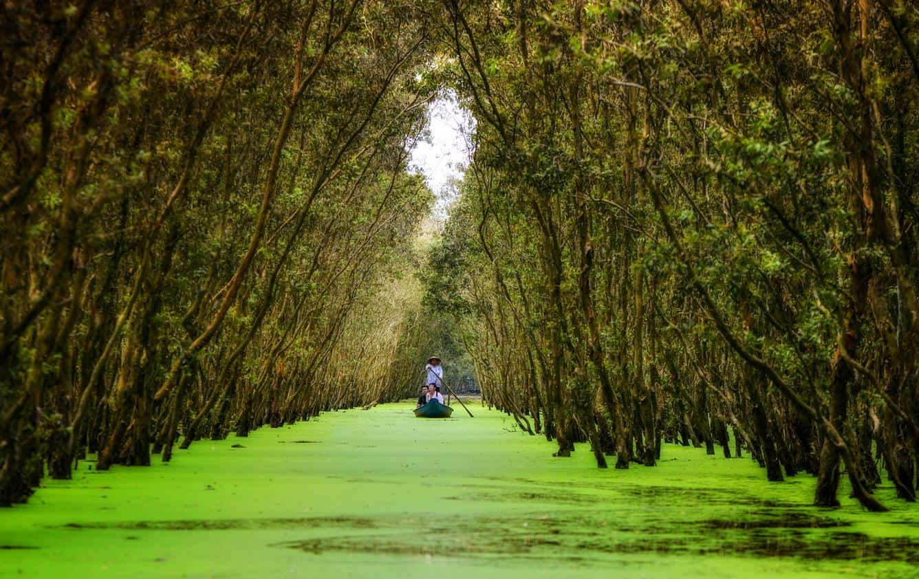 Explore the Natural Wonders in Tra Su Cajuput Forest