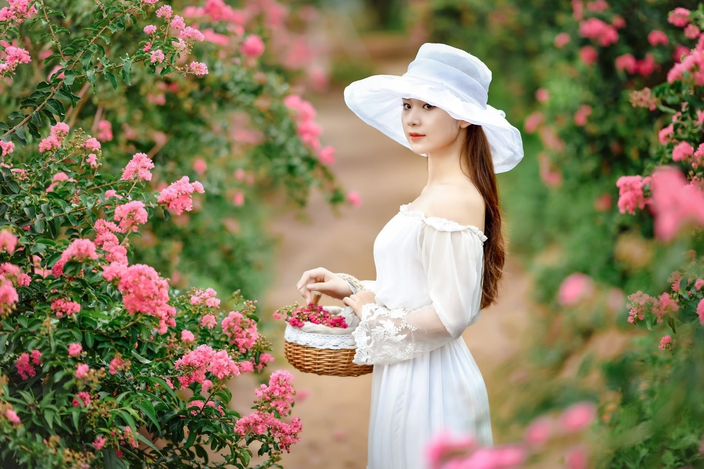 Picturesque Multiflora Roses Garden in Hanoi