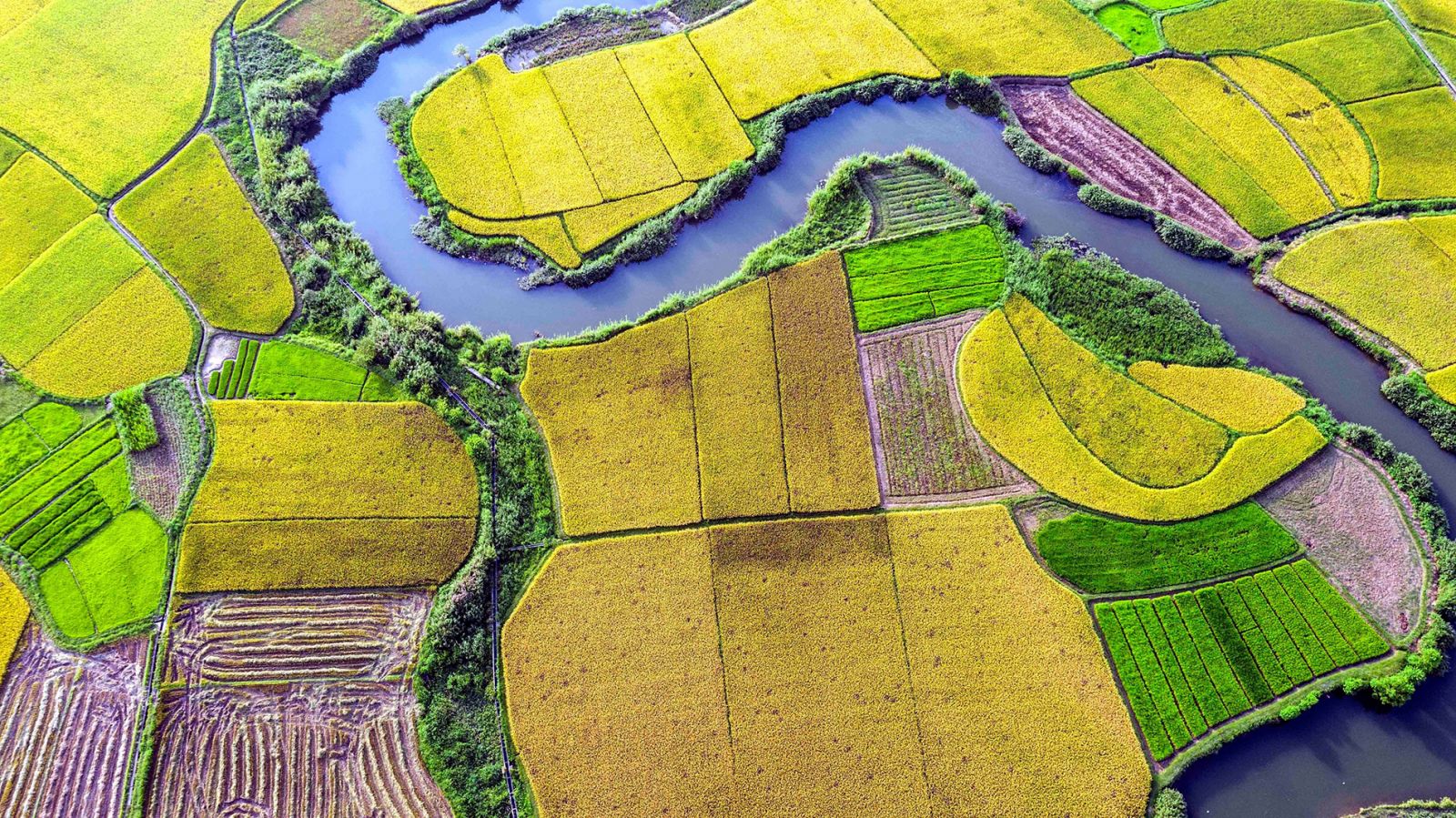 Paddy fields in northern valley don golden hue as harvest season comes