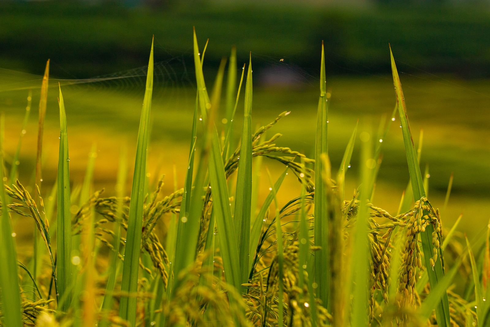 The beauty of harvest season near Sa Pa